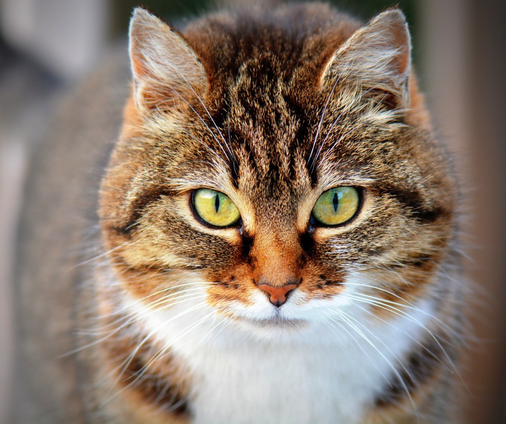 Foto av katt med brun pels og hvite detaljer foran på brystet. Mørkebrune striper. Katten ser rett inn i kameraet, og er fotografert rett forfra, ganske nært.